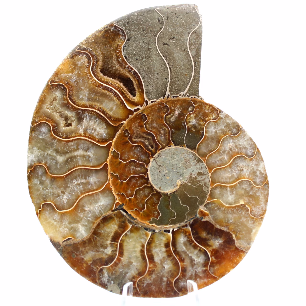 Ammoniet uit Madagaskar