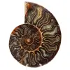 Fossiele ammoniet uit Madagaskar - 0