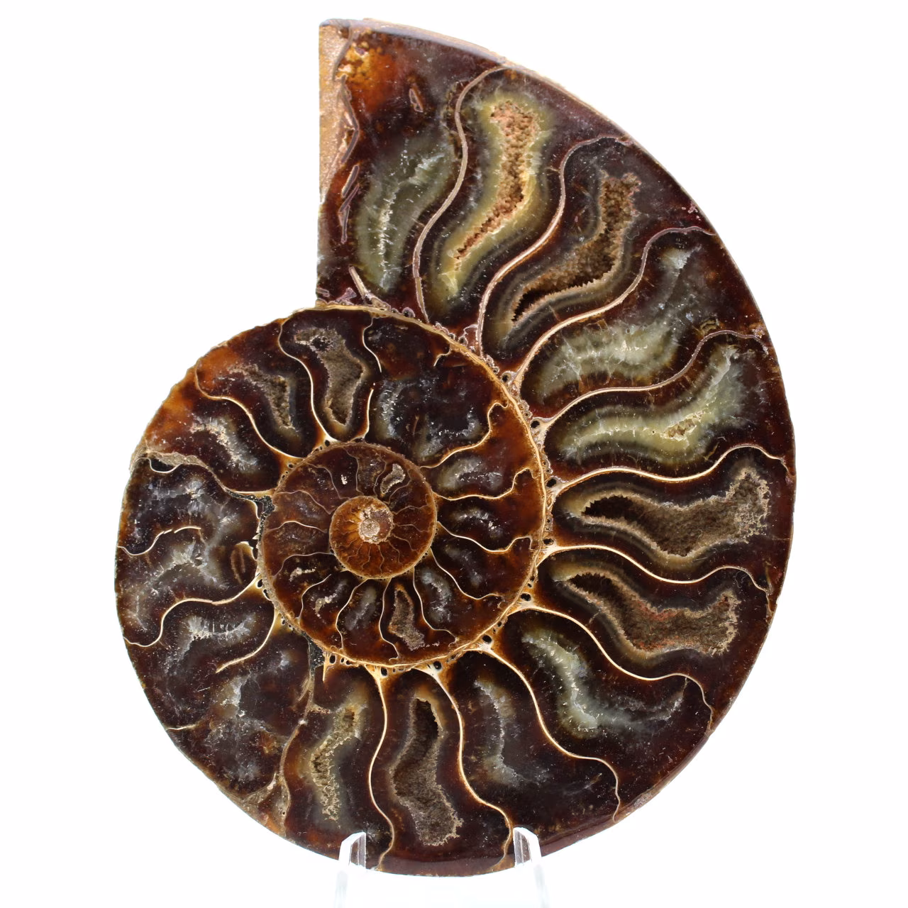 Fossiele ammoniet uit Madagaskar