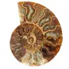 Fossiele ammoniet uit Madagaskar - 0