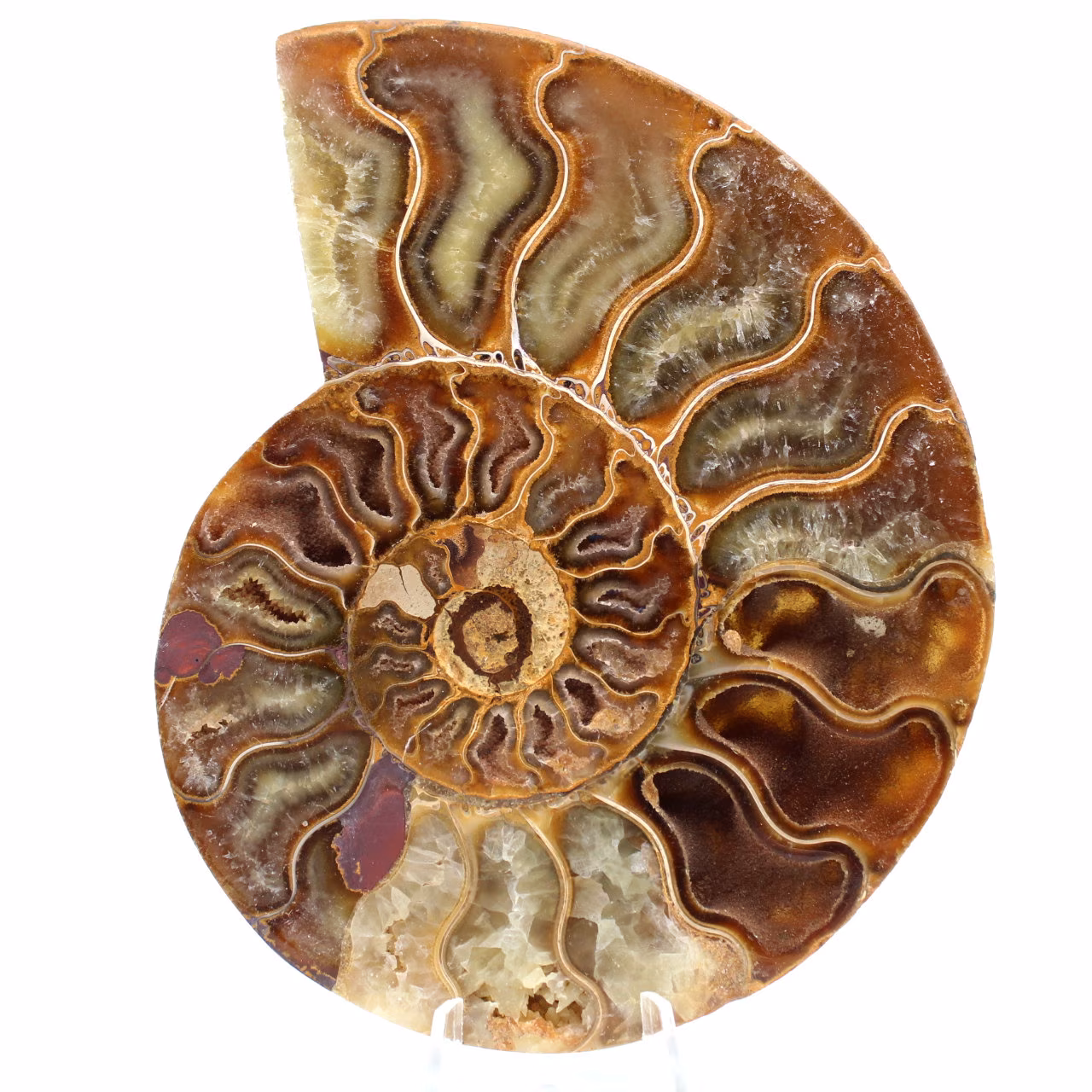 Fossiele ammoniet uit Madagaskar