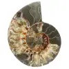 Ammoniet uit Madagaskar - 0
