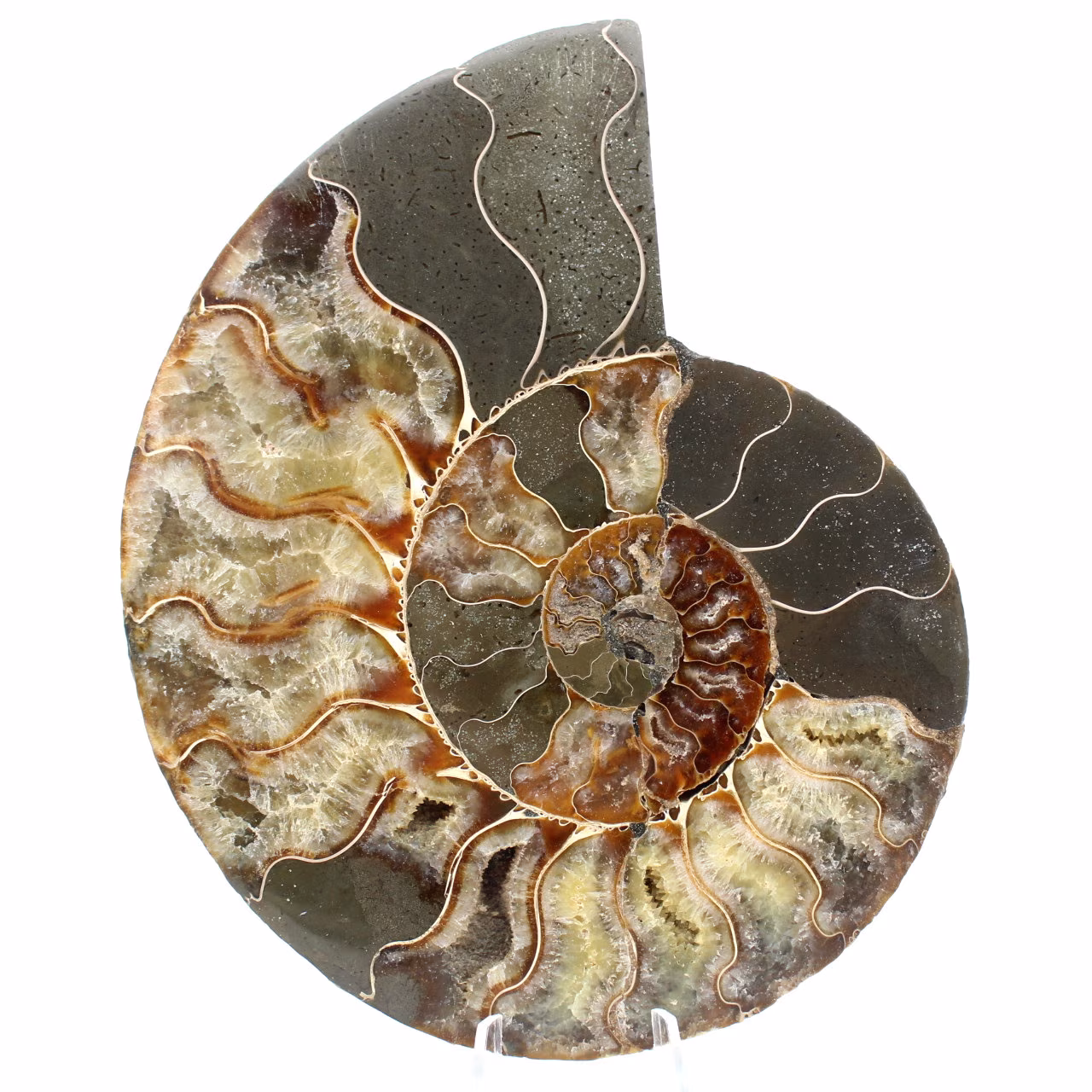 Ammoniet uit Madagaskar