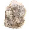 Gepolijst versteend hout uit Madagascar - 0