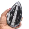 Fossiele orthoceras - 0