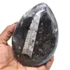 Natuurlijke orthoceras - 0