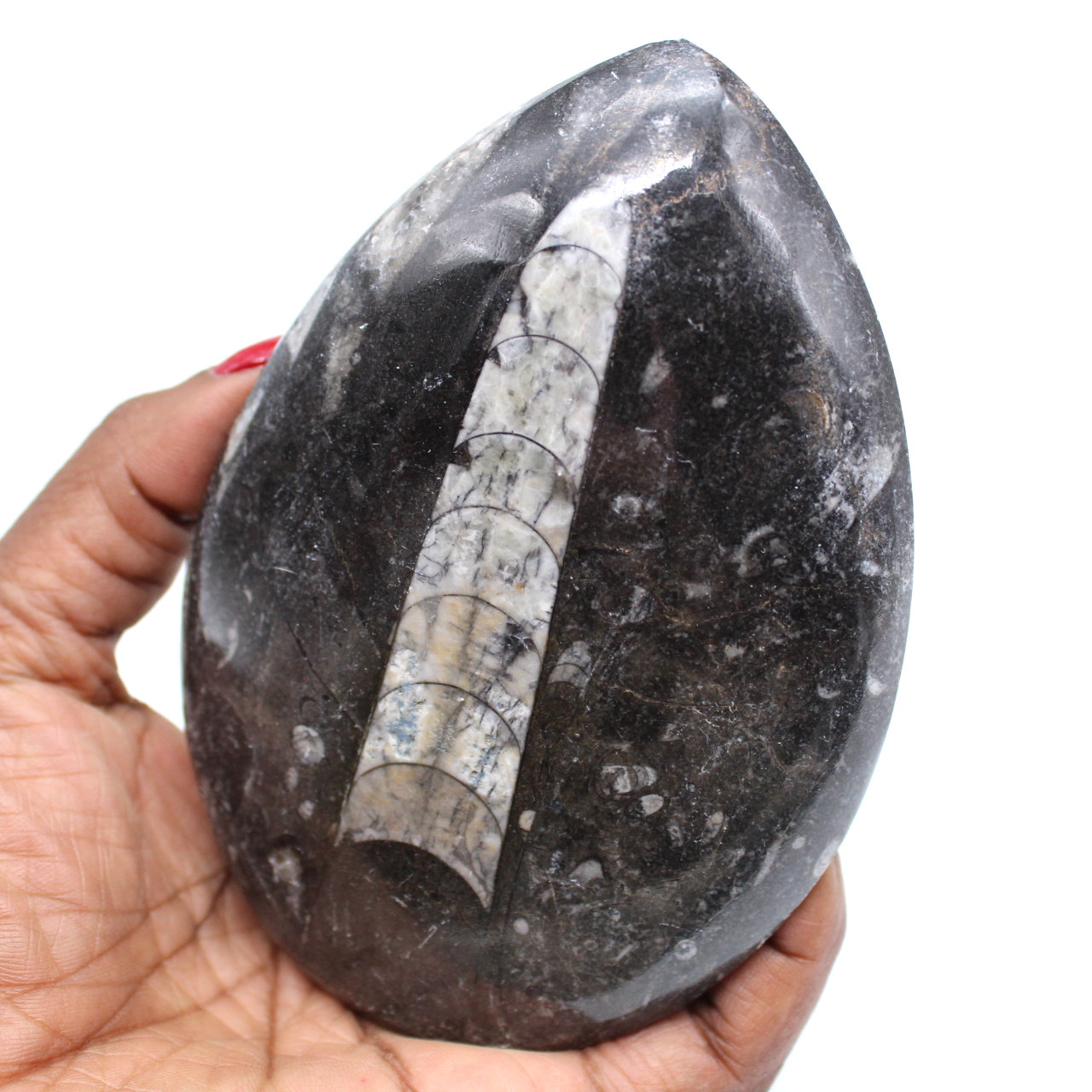 Natuurlijke orthoceras