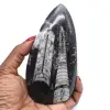 Fossiel van orthoceras uit marokko - 0