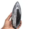 Orthoceras - 0