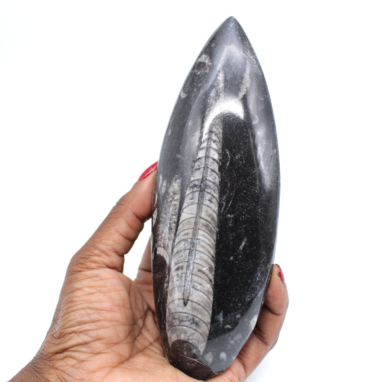 Orthoceras