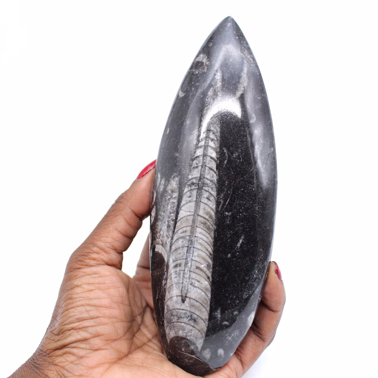Orthoceras