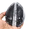 Gepolijste fossiele orthoceras - 0