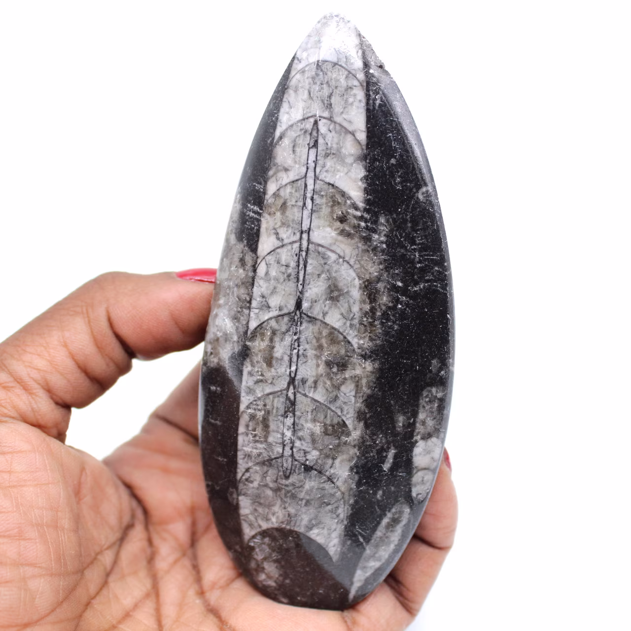 Orthoceras marokko