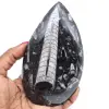 Gepolijst orthoceras fossil - 0