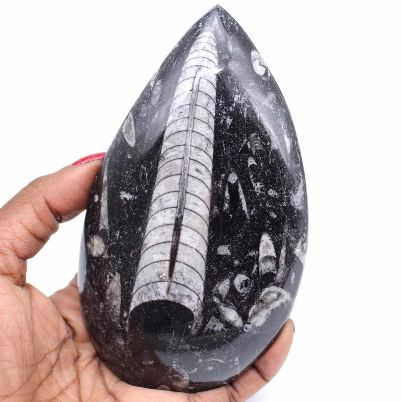 Gepolijst orthoceras fossil