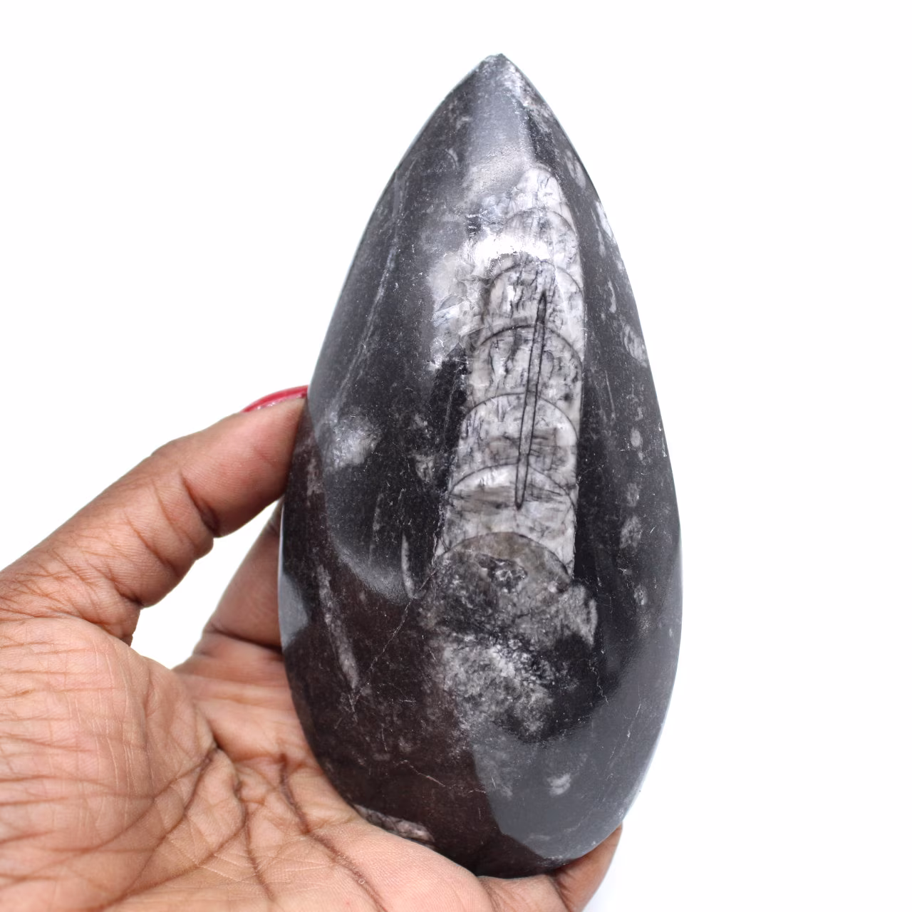 Fossiele orthoceras