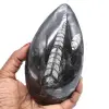 Natuurlijke fossiele orthoceras - 0