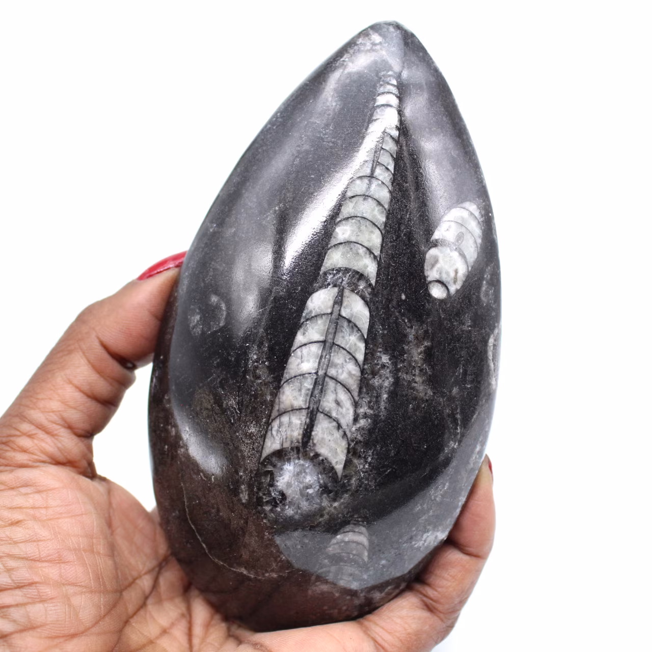Natuurlijke fossiele orthoceras