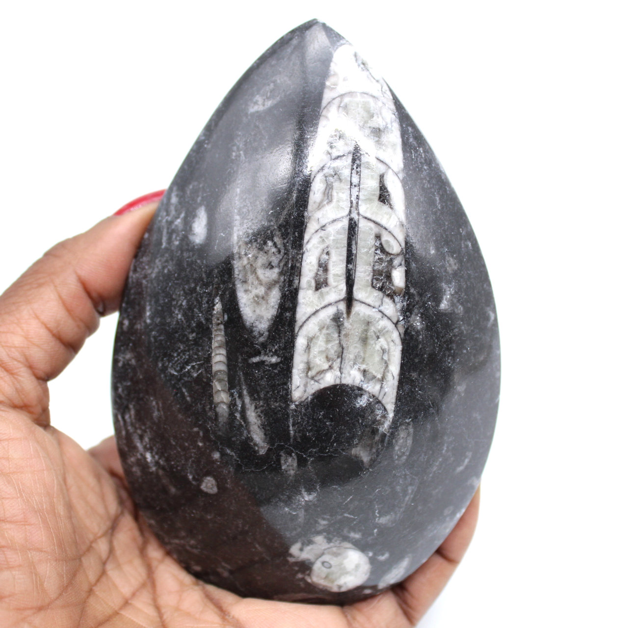 Gefossiliseerde orthoceras