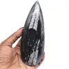 Natuurlijke orthoceras fossiel - 0