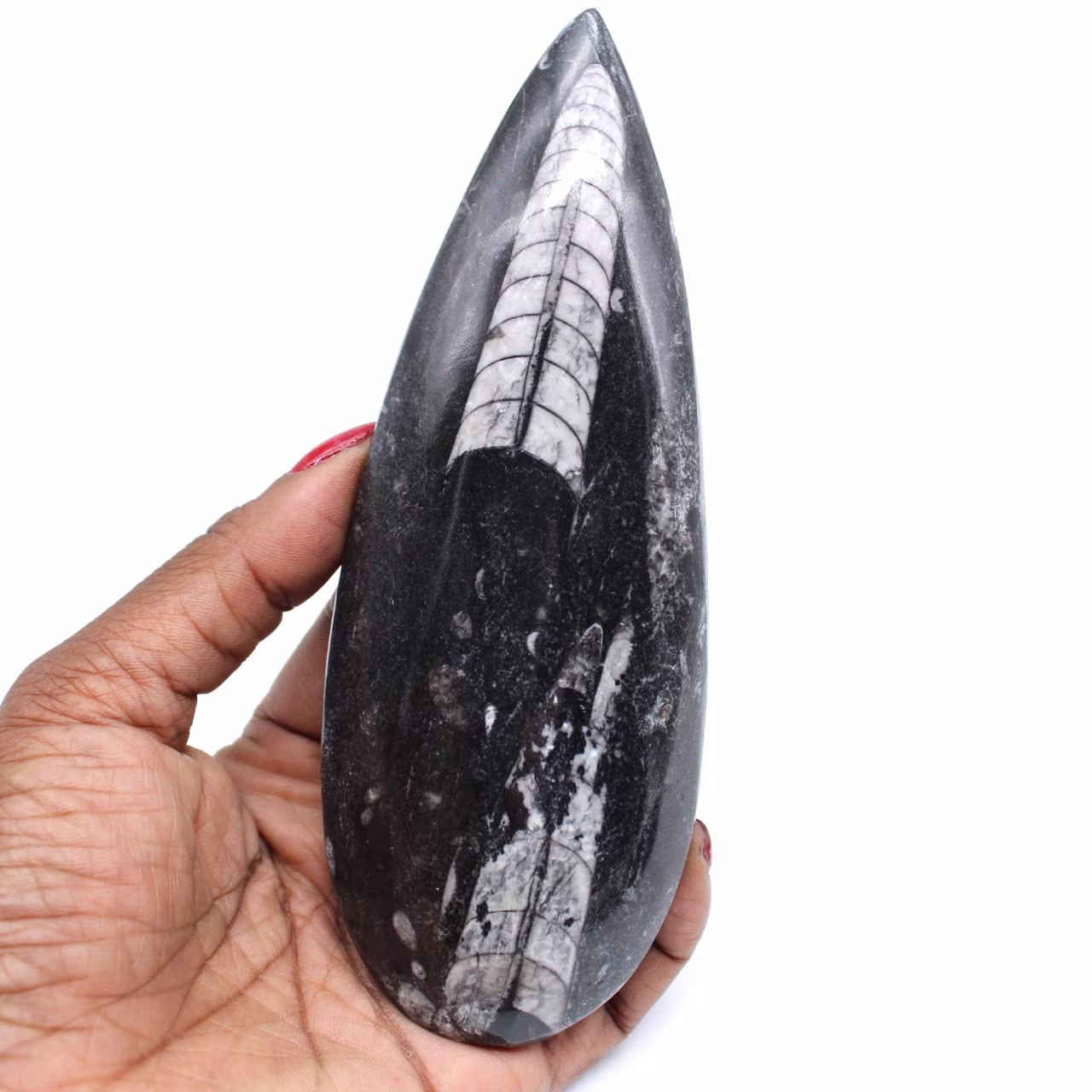 Natuurlijke orthoceras fossiel