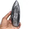 Gepolijst orthocera fossil - 0