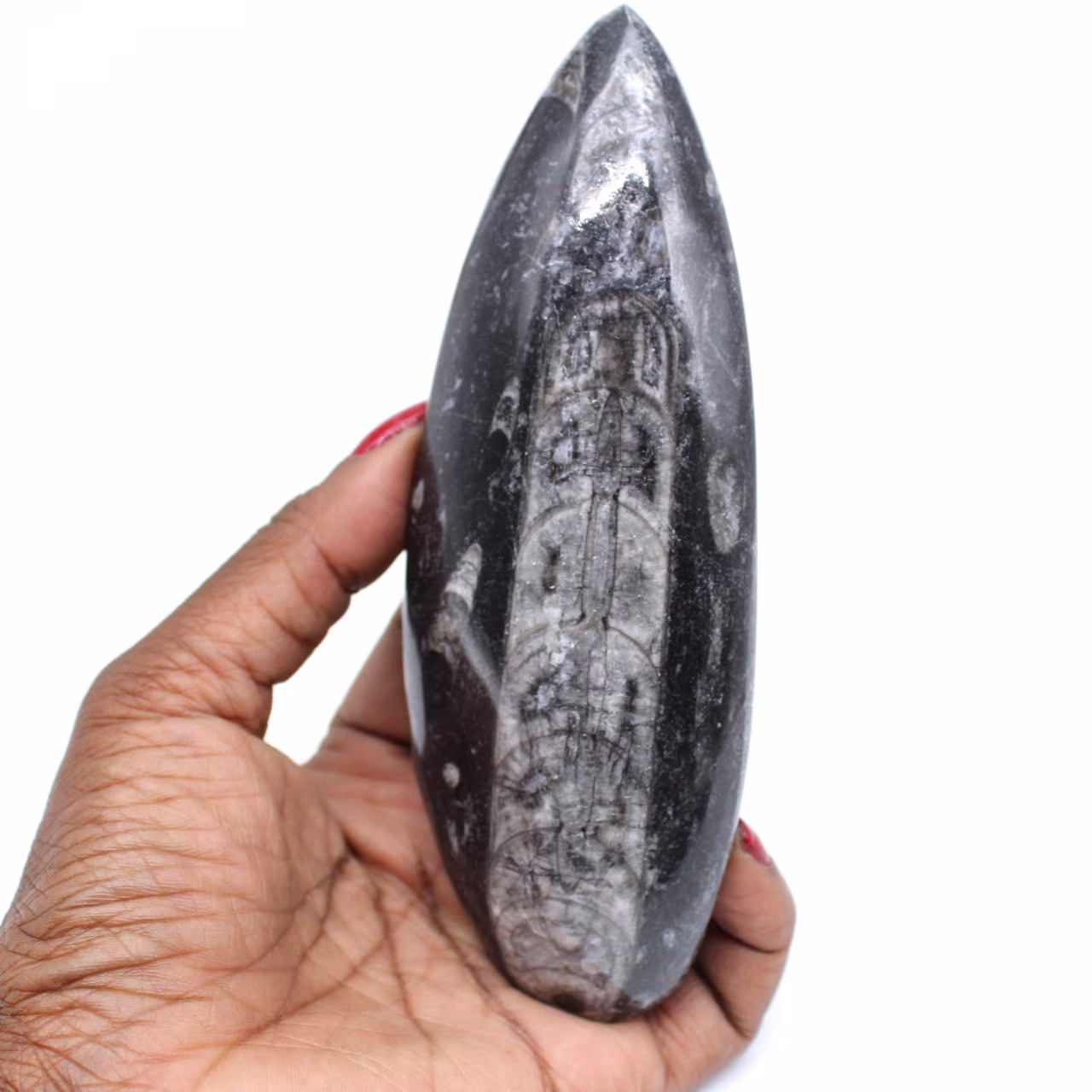 Gepolijst orthocera fossil