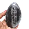 Gepolijste orthoceras uit marokko - 0