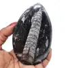 Natuurlijke orthoceras - 0