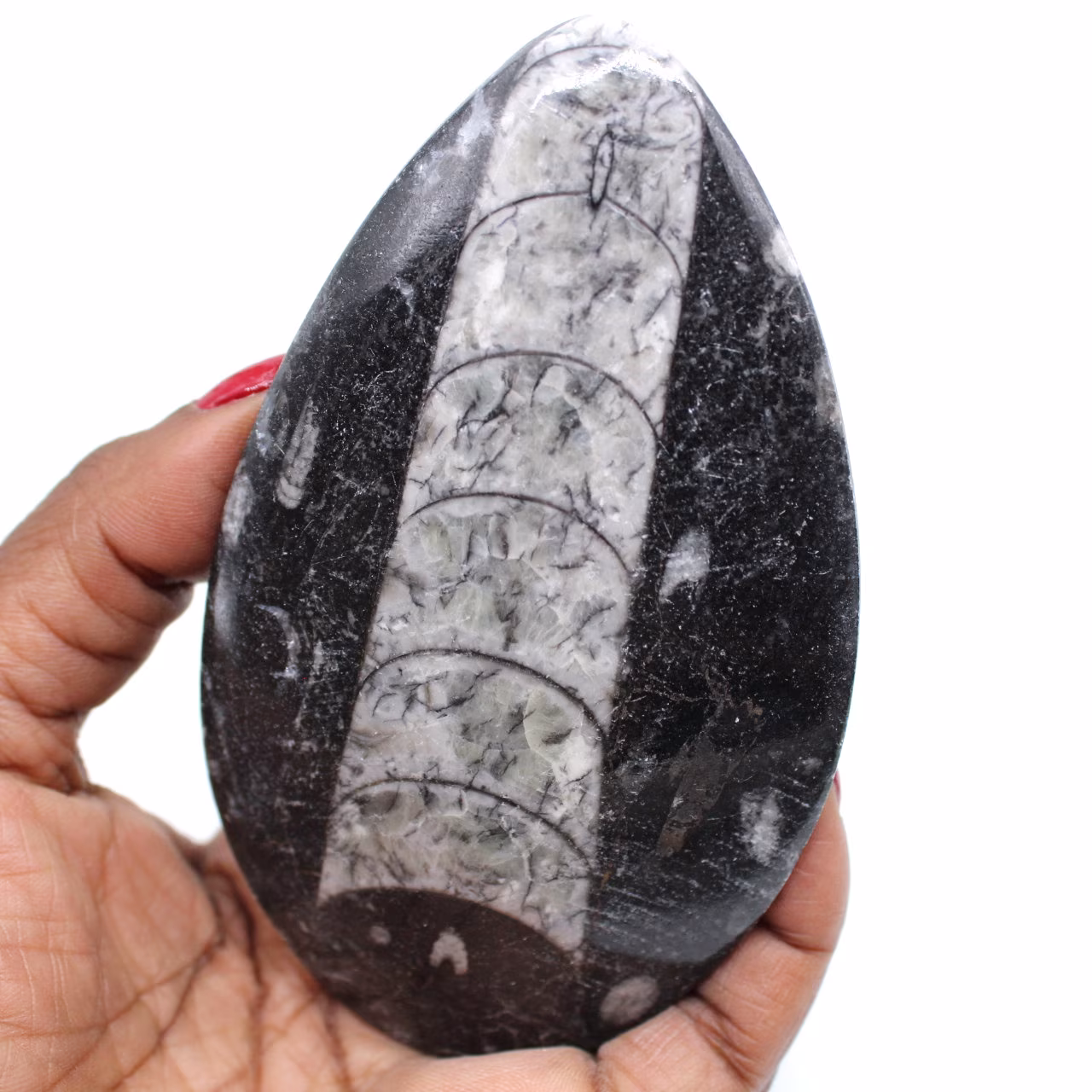 Gefossiliseerde orthoceras