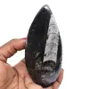 Natuurlijke orthoceras fossiel - 0