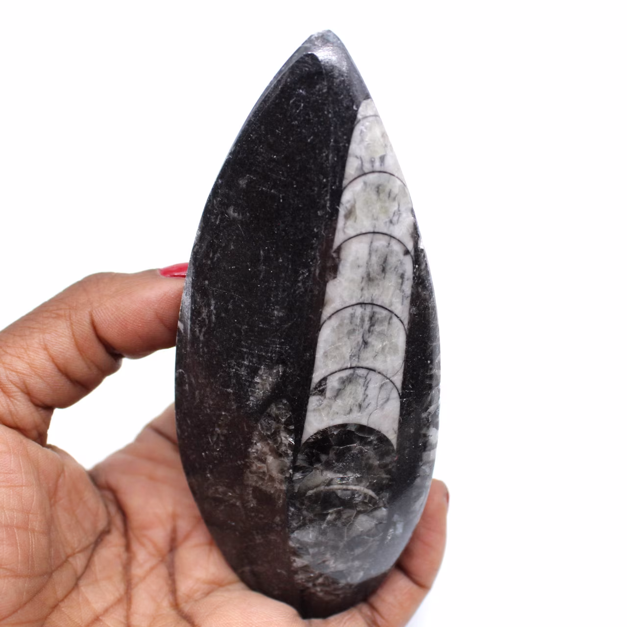 Natuurlijke orthoceras fossiel