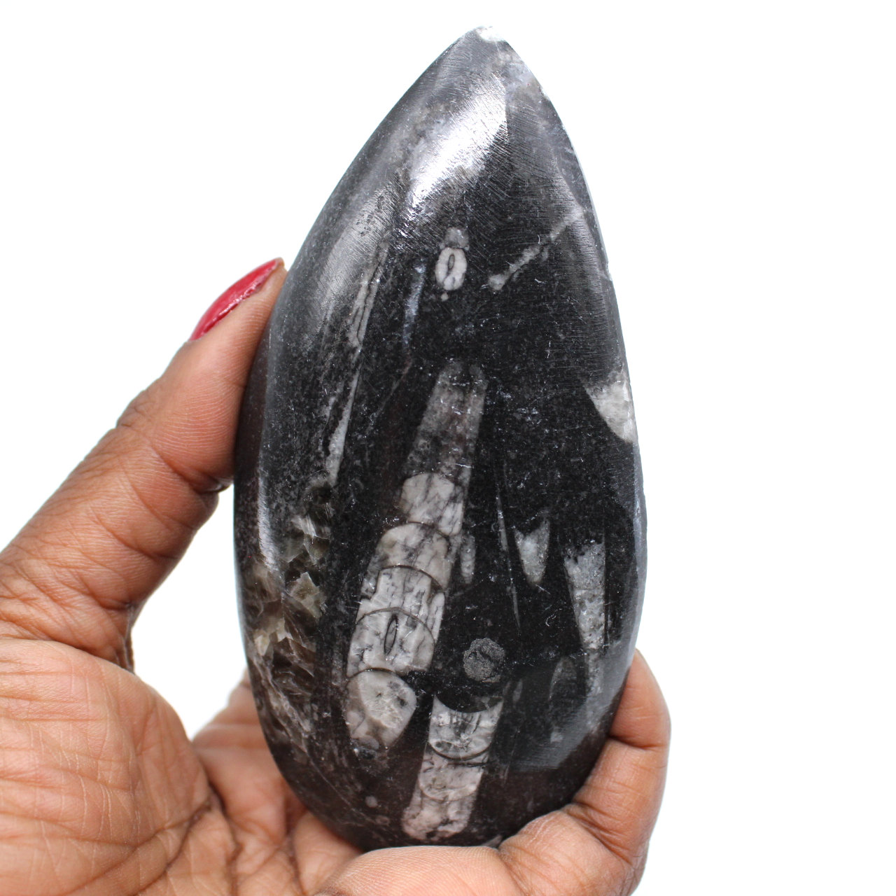 Gepolijst orthoceras fossil
