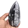 Natuurlijke orthoceras - 0