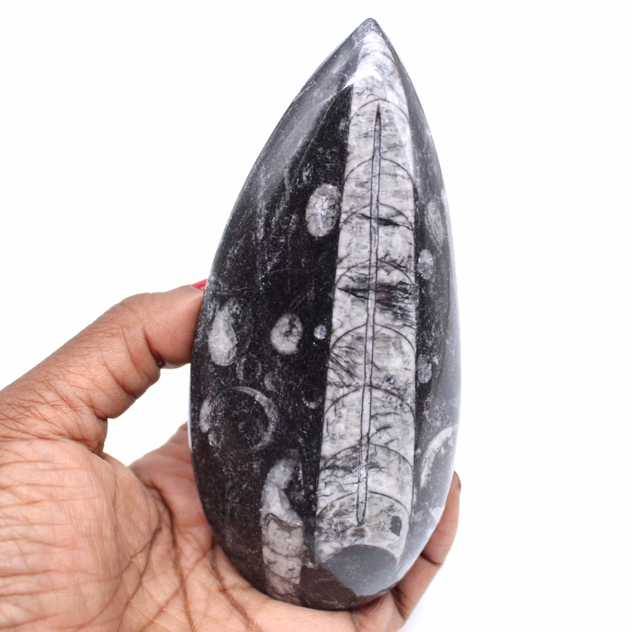Natuurlijke orthoceras