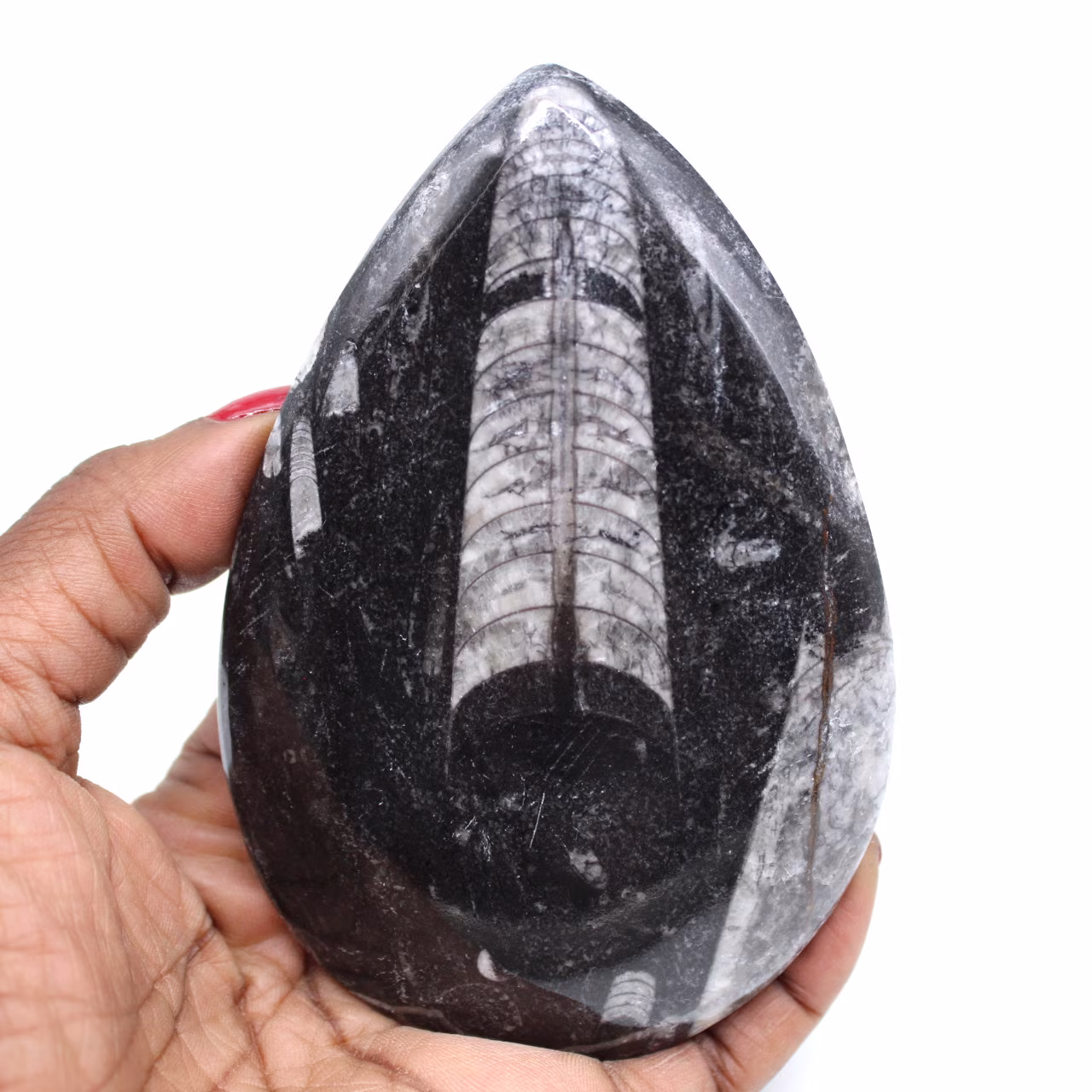 Gefossiliseerde orthoceras
