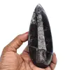 Gefossiliseerde orthoceras - 0