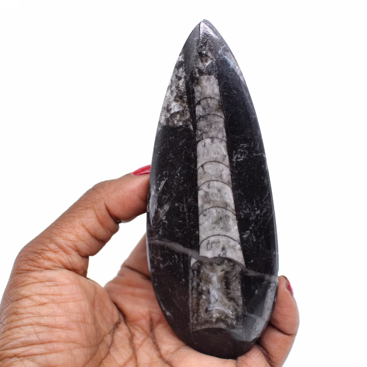 Gefossiliseerde orthoceras