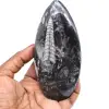 Natuurlijke orthoceras fossiel - 0