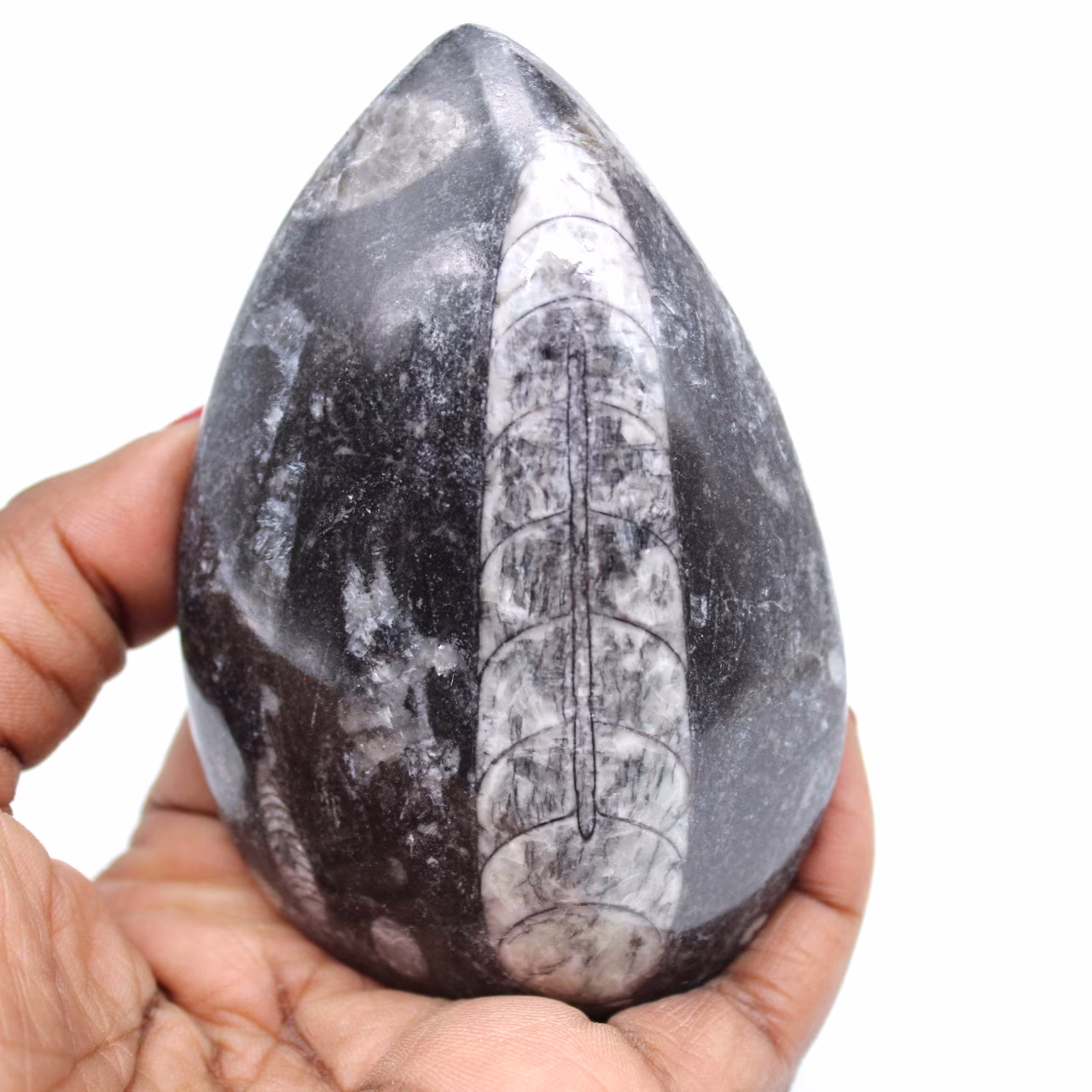 Orthoceras