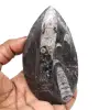 Gefossiliseerde orthoceras - 0