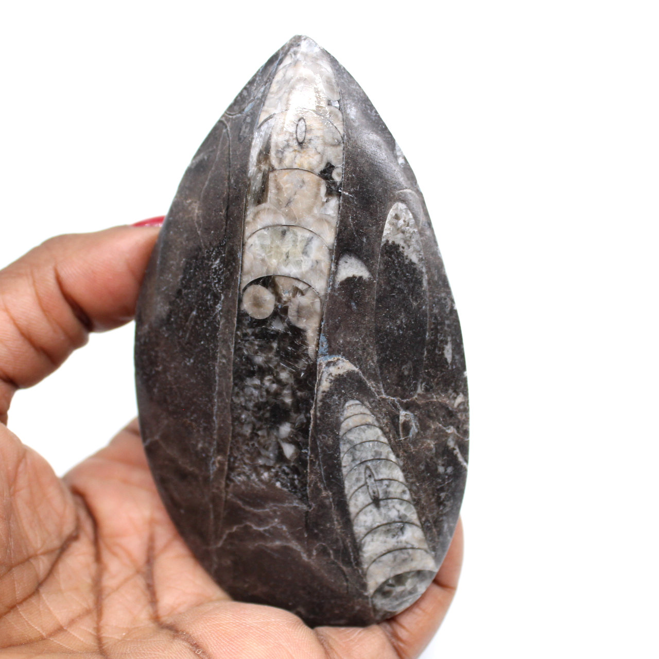 Gefossiliseerde orthoceras