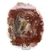 Natuurlijk versteend hout - 0