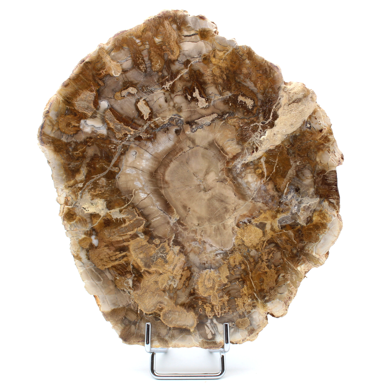 Versteend hout uit Madagaskar