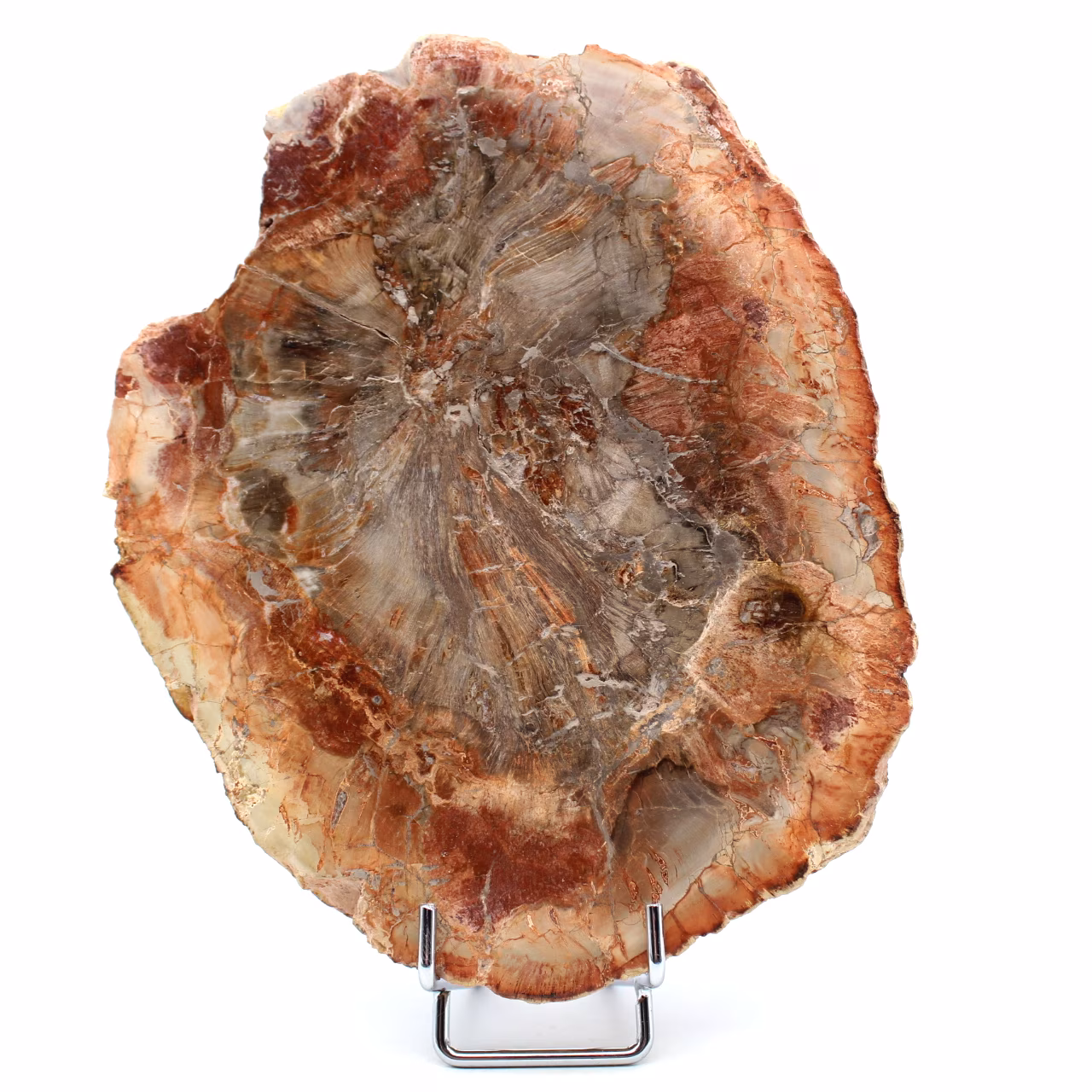 Stuk versteend hout uit Madagaskar
