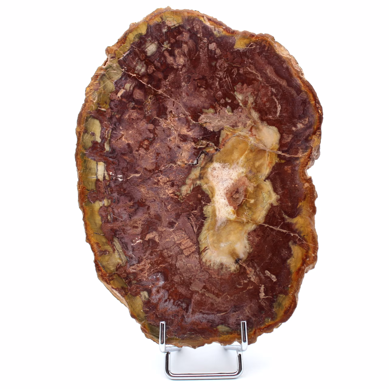 Natuurlijk gepolijst versteend hout