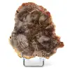 Natuurlijk gefossiliseerd hout - 0
