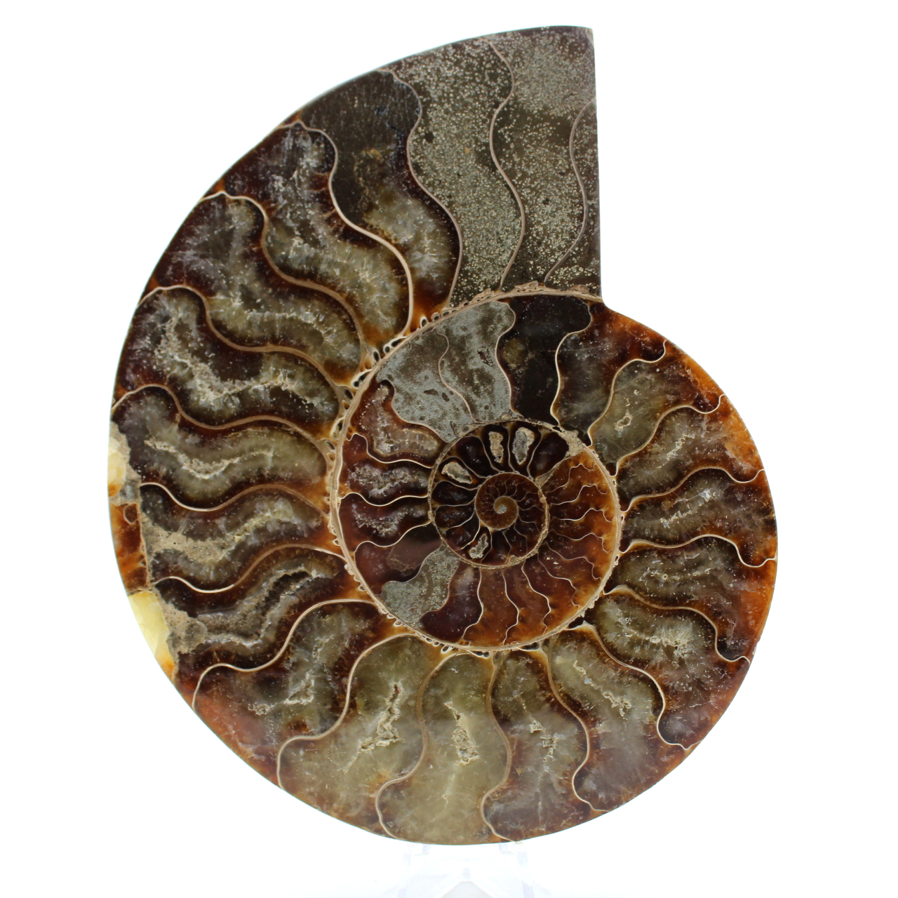Ammoniet uit madagaskar