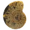 Natuurlijke ammoniet uit madagaskar - 0