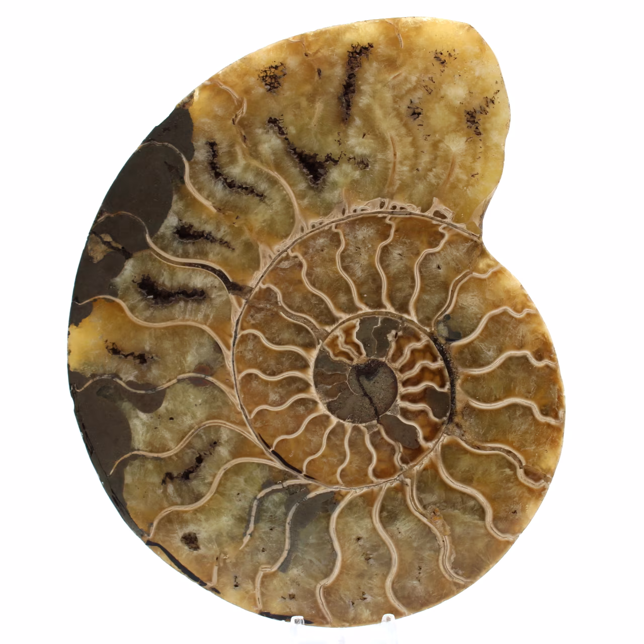 Natuurlijke ammoniet uit madagaskar